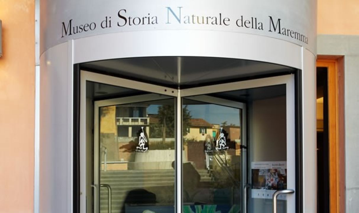 Alla Scoperta Del Patrimonio Paleontologico Al Museo Di Storia Naturale