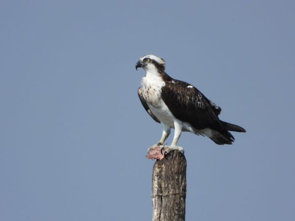 All'Oasi WWF della Laguna di Orbetello proiezione del documentario sul “Falco pescatore”