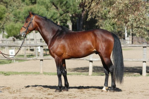 I cavalli come animali d'affezione