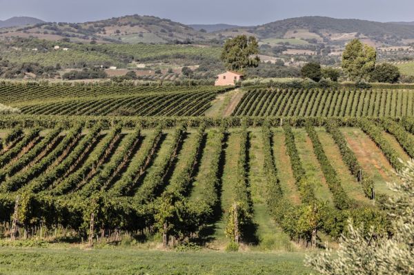 Il Morellino di Scansano torna sulle piste con Snow Mike