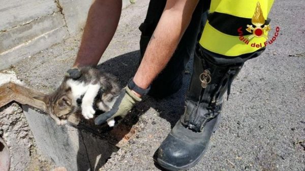 Gatto intrappolato in una canna fumaria, salvato dai Vigili del Fuoco a Punta Ala