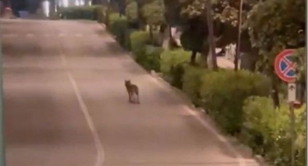 Lupi ancora in azione. Sbranata una manza all’azienda Acquisti di Braccagni