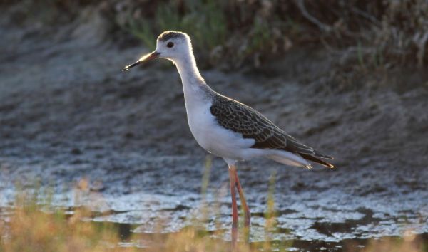 "60 anni per la natura", WWF Italia preannuncia le iniziative per i suoi 60 anni