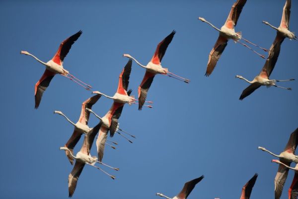 Ambiente: Oltre 40.000 uccelli acquatici censiti in Maremma