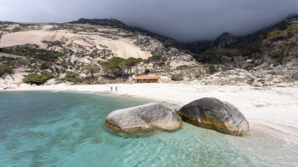 Montecristo, la foca monaca torna a farsi sentire