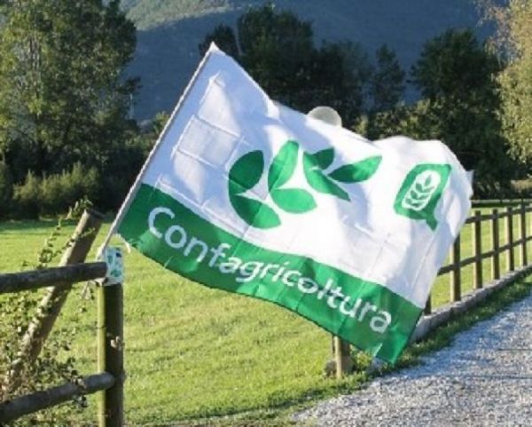 Olio, Confagricoltura Toscana: “Servono ancora 10 milioni di euro per ammodernare i frantoi”