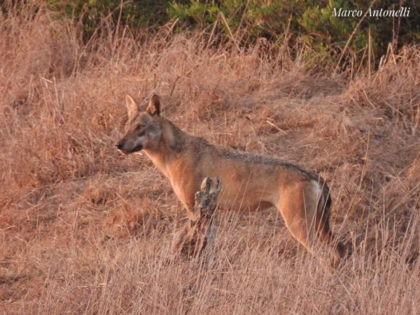 Lupo in Toscana: WWF critica monitoraggio affidato a Federcaccia e Coldiretti