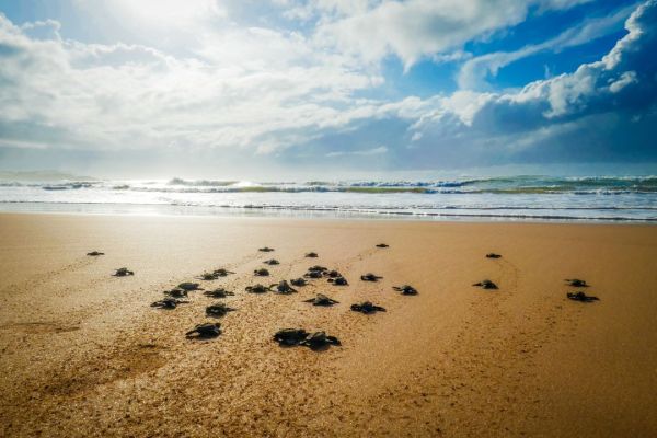  Tartarughe marine: Comuni Costieri e Aree Protette si mobilitano per la tutela della Biodiversità