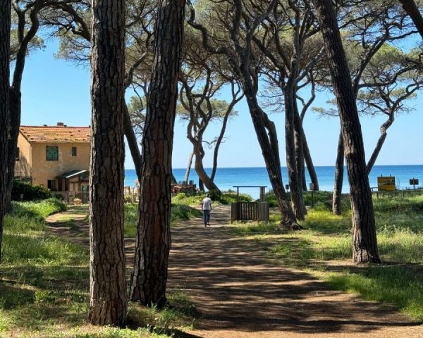 Pinete litoranee, interventi per miglioramenti e recupero: prorogato bando per contributi