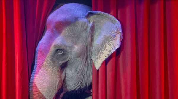 Stop animali nei circhi: la storica svolta degli Orfei, LEAL sollecita cambiamento