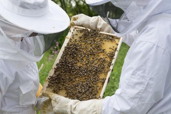 La Regione richiede 1,2 milioni per tutela e rilancio apicoltura toscana