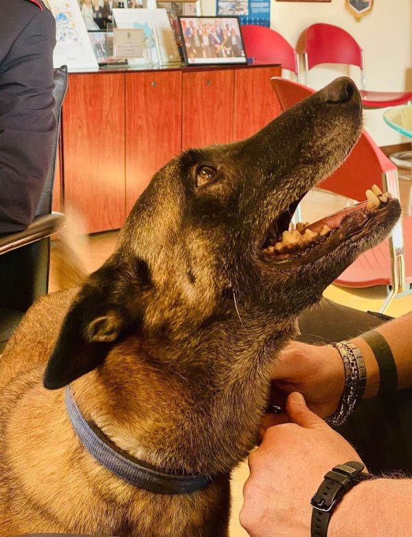 Il cane poliziotto Destroy si congeda e viene adottato