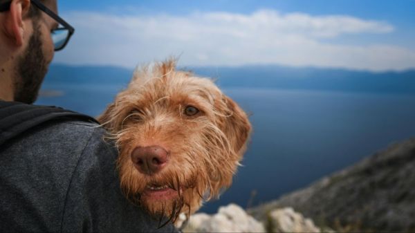 Spiagge e trekking: dove andare (e dove no) con il cane in Maremma