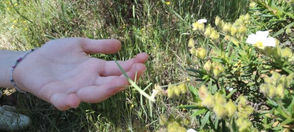 Autunno nel Parco della Maremma: 13 ottobre escursione guidata alla scoperta vegetazione del Parco