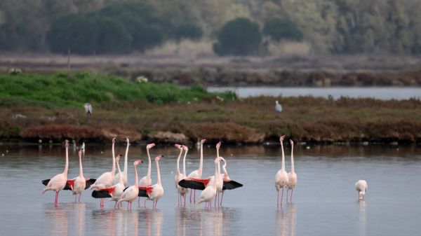 2 febbraio: 50 anni della Convenzione di Ramsar. Le zone umide tra tutela, cambiamenti e nuove sfide