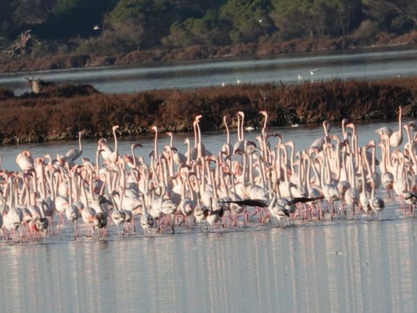 Incontriamoci nel rosa dei fenicotteri di Orbetello