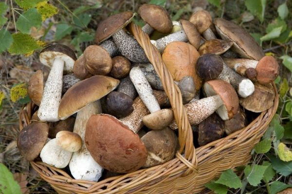 Funghi, in tre giorni 15 casi di intossicazione. Le raccomandazioni