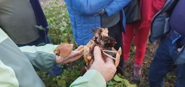 Una giornata alla scoperta dei funghi con il Museo di storia naturale