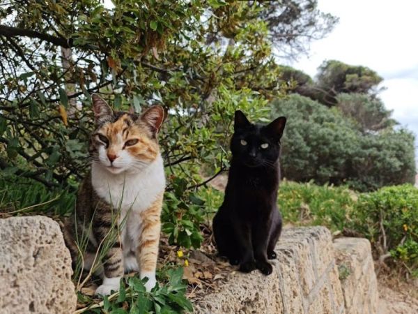 Colonie feline di Follonica: il Comune cerca volontari e volontarie