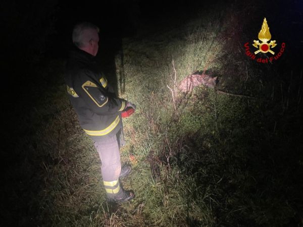 Un altro canide soccorso dai Vigili del Fuoco