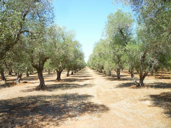 Siccità, stress olivi e rese raccolto grano preoccupano Coldiretti Toscana