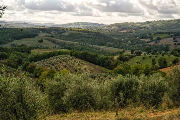 “La passeggiata tra gli olivi” arriva a Manciano