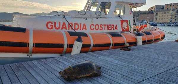 Recuperato esemplare di tartaruga “caretta caretta” da parte della Guardia costiera