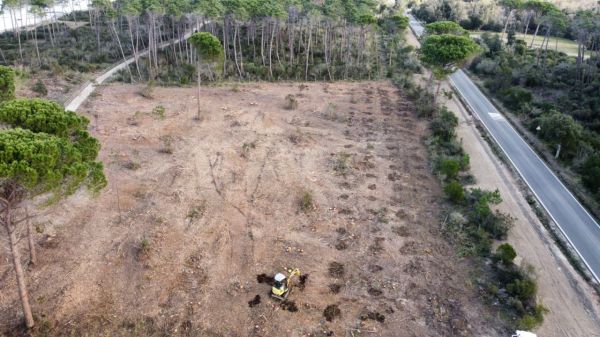 Punta Ala: riqualificazione della pineta di Casetta Civinini, lavori a pieno ritmo per la sicurezza e la tutela ambientale