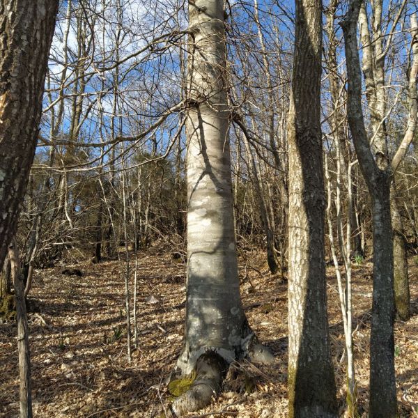 Foreste, presto bando da 9 milioni per interventi di manutenzione e riqualificazione