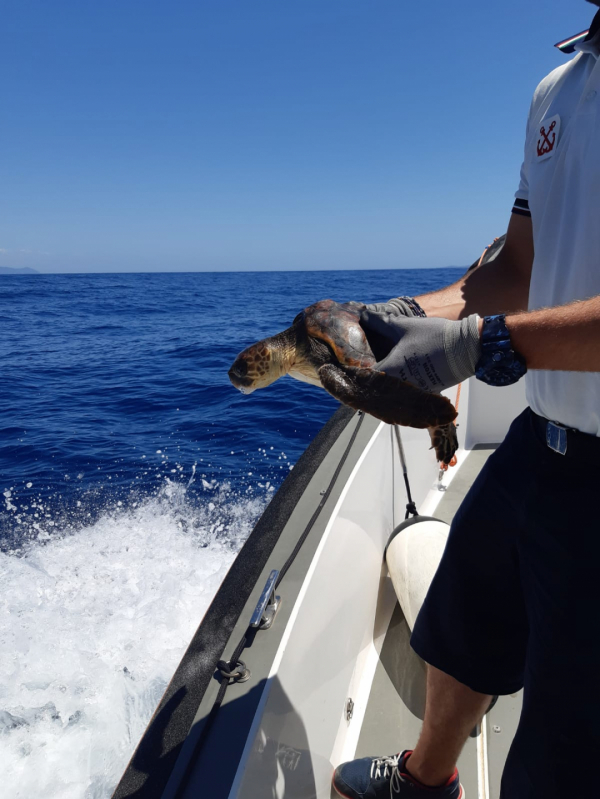 La Guardia costiera salva tartaruga in difficoltà