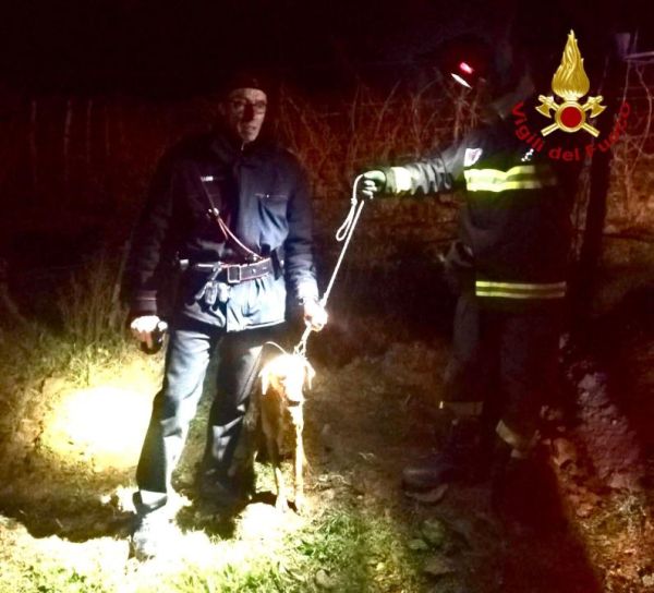 Salvato dai Vigili del fuoco un cane rimasto intrappolato in un canale di scolo irriguo